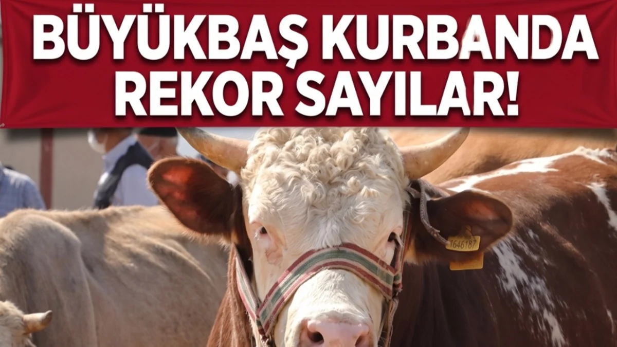 Büyükbaş Kurban Rekor Kırdı! Fiyatlar 1 Milyon TL'ye Yaklaştı